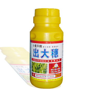 北美農(nóng)大小麥出大穗抗旱防病粒粒飽