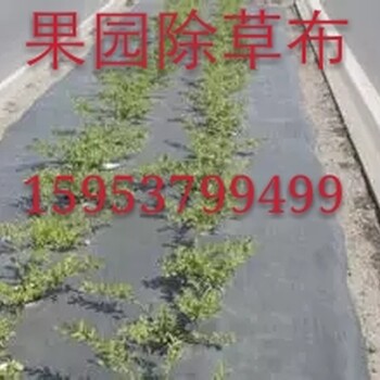 防草布--除草布--果园防草布可以禁止土壤板结