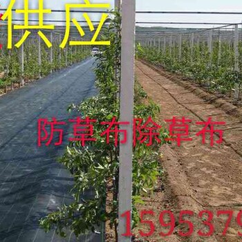 田间除草--国标防草布--农用除草布--防草布价格