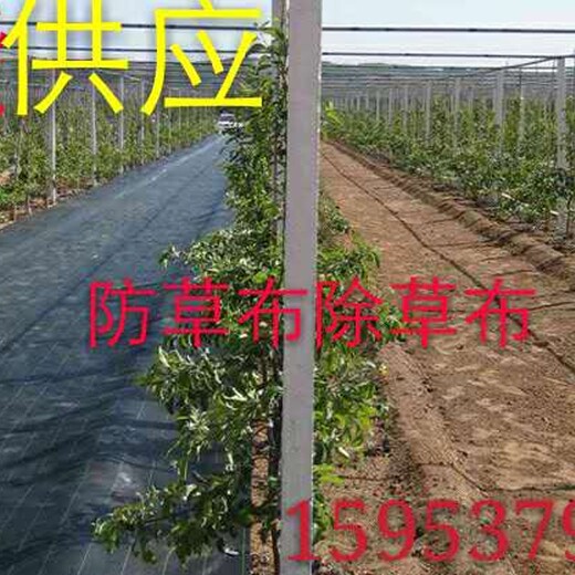 果园防草布除草布是农药的替代品-苹果论坛