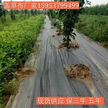 正宇黑色地布,无锡黑色防草布实时报价图片4