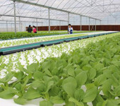 出国劳务日本农场蔬菜水果种植加工