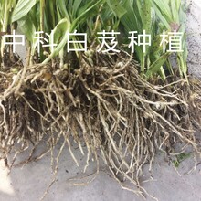 重庆中瑞鹏翔供应﻿白芨种植