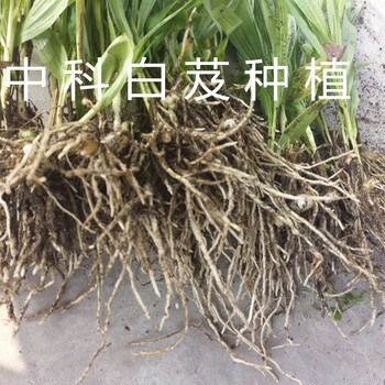 重庆中瑞鹏翔供应﻿白芨种植