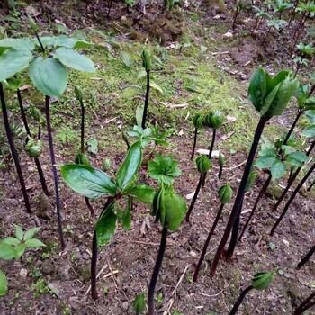 重庆中瑞鹏翔重楼种植前景种植重楼