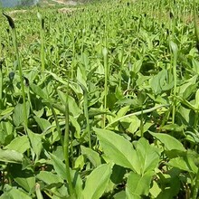 中瑞鹏翔重庆半夏种植药材种植