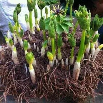 中藥材種植重慶中瑞鵬翔