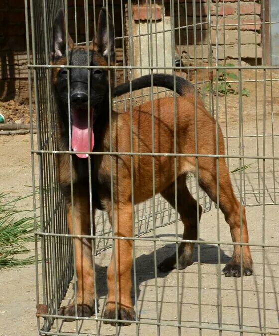 潼南马犬多少钱-场地址