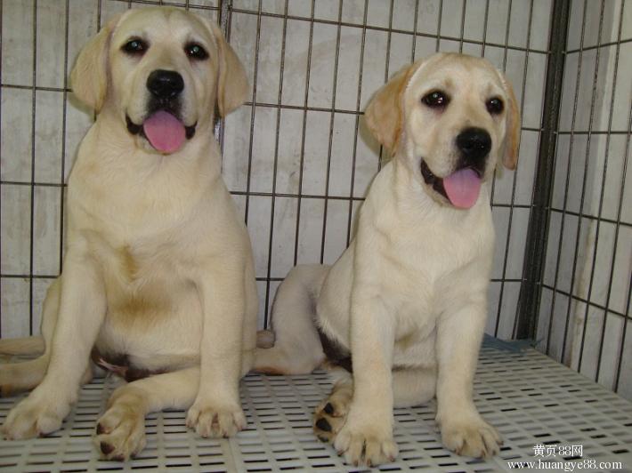 福建南平正规犬舍大型场