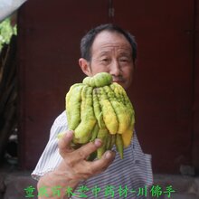佛手的功效与作用,正宗川佛手苗图片