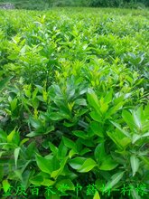 柠檬苗,尤力克柠檬苗,柠檬苗种植前景及效益,正品结果柠檬苗低价处理图片