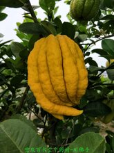 南川佛手苗,中药材佛手种植效益分析,正宗佛手苗图片