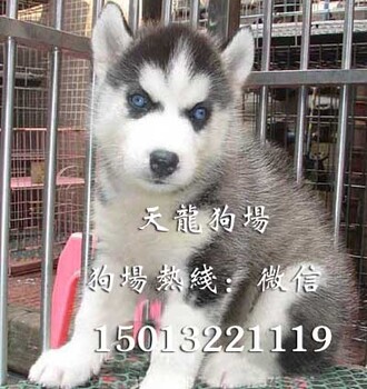哈士奇哪里有卖广州纯种哈士奇幼犬蓝宝石眼睛三把火繁殖基地哈士奇幼犬