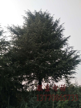 江蘇南京6米7米雪價(jià)格是多少？