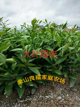 大葉尾張橘子樹(shù)苗批發(fā)
