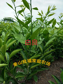 由良桔子樹苗批發(fā)