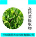 宁陕国圣高钙菜粉高钙菜提取物代加工