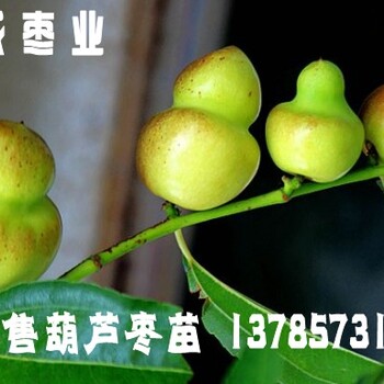 出售葫蘆棗苗