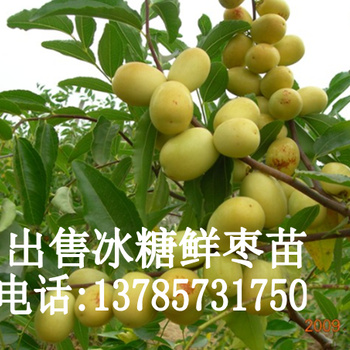 冰糖棗好吃嗎，冰糖棗是脆甜品種嗎？哪里出售冰糖棗苗