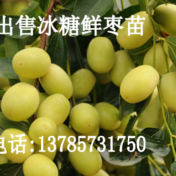 冰糖棗有哪些特點（大連煙臺）可以種植冰糖棗苗嗎？