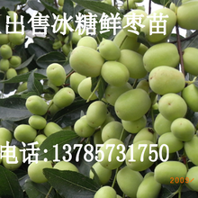 冰糖枣种植基地(大连普兰店)哪里种植冰糖枣苗图片