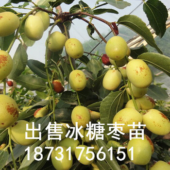 江蘇哪里出售冰糖棗苗