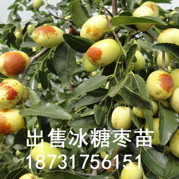 張家口哪里出售冰糖棗苗