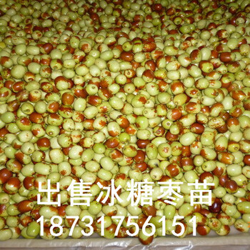 出售2公分冰糖棗苗