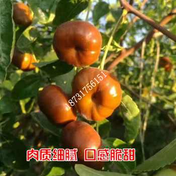 唐山出售蟠棗苗