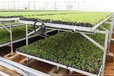 供应大棚养殖蘑菇苗床养花育苗温室培育设备规格齐全可定制有