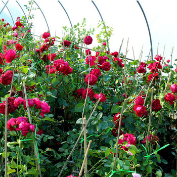 月季紅牡丹月季花苗藤本月季花苗庭院陽臺工程綠化苗木