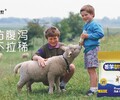 中博特牛羊奶粉丨全國包郵丨廠家直銷丨售后有保障