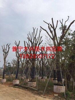 2018年鳳凰木價格便宜供應(yīng)商3-30公分鳳凰木商家