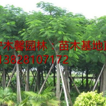 15分凤凰木价格-15分凤凰木袋苗500元-15分凤凰木袋苗产地