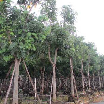 供应广东腊肠树-供应云南腊肠树袋苗-供应广西腊肠树地苗