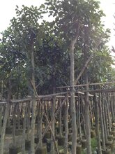 哪里有菠萝蜜袋苗卖-哪里的菠萝蜜树比较便宜-哪里有低价菠萝蜜树出售图片