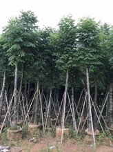 10公分台湾栾树袋苗价格-10公分台湾栾树只需220元-大量10分台湾栾树出售量大价优图片