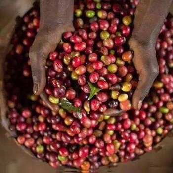 当没有相关资质进口埃塞俄比亚咖啡的操作方法
