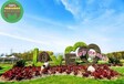 江城大型立体花坛绿雕多少钱？