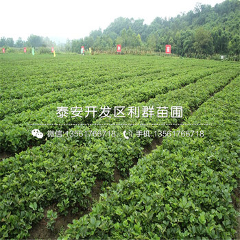 山東安娜草莓苗新品種