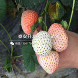王子草莓苗价格、王子草莓苗出售价格图片1
