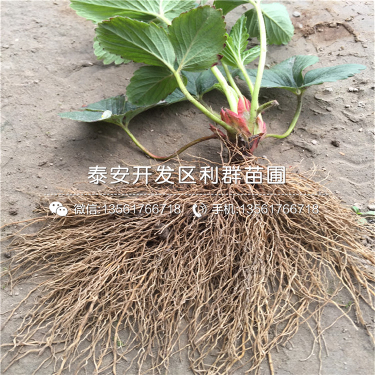 出售以斯列二號草莓苗以斯列二號草莓苗價格多少以斯列二號草莓苗基地