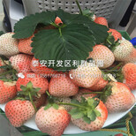 山东海南草莓苗批发价格是多少图片0