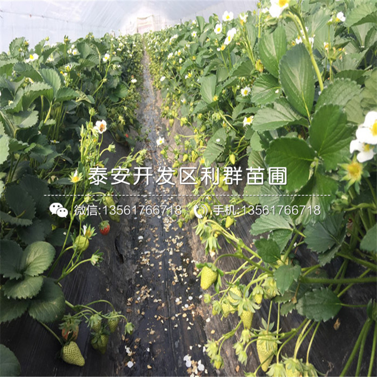 哪里有出售櫪乙女草莓苗、櫪乙女草莓苗價(jià)格是多少