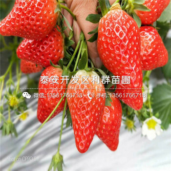 泰安草莓苗多少钱一棵、2018年泰安草莓苗出售