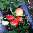 一亩地种植多少棵章姬草莓苗