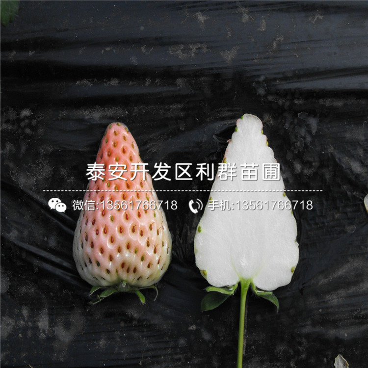 山东云南草莓苗出售