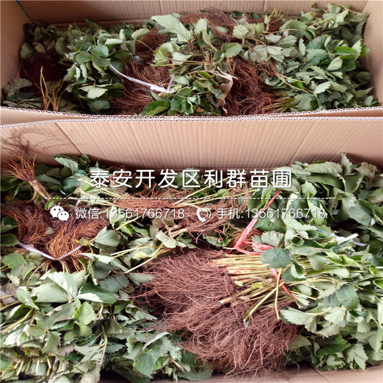 新品種紅袖添香草莓苗