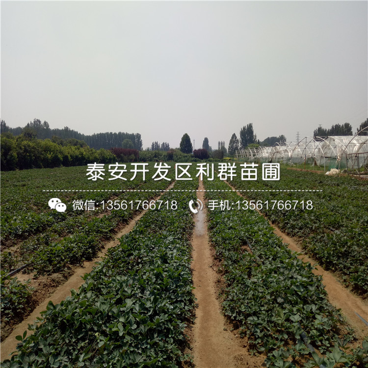 云南草莓苗批发云南草莓苗价格云南草莓苗基地