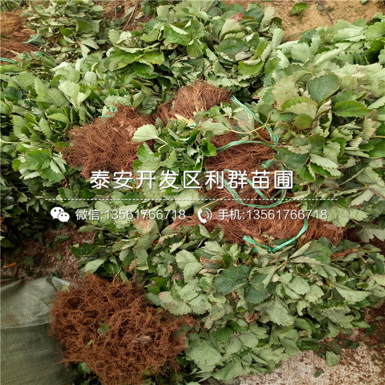 京郊小白草莓苗品种、2018年京郊小白草莓苗新品种